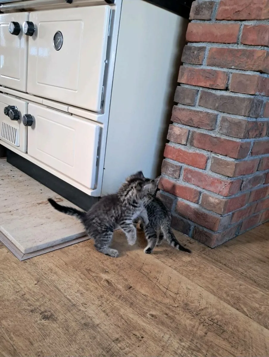 Kittens - Image 1