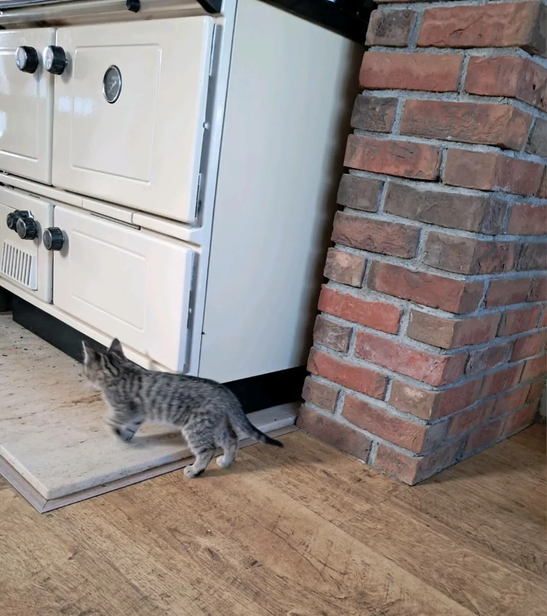 Kittens - Image 2
