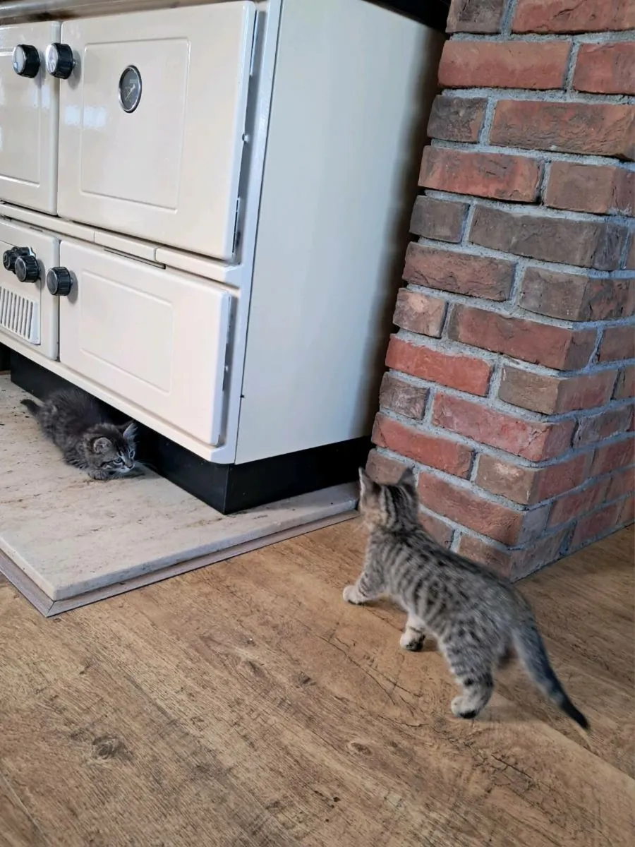 Kittens - Image 3