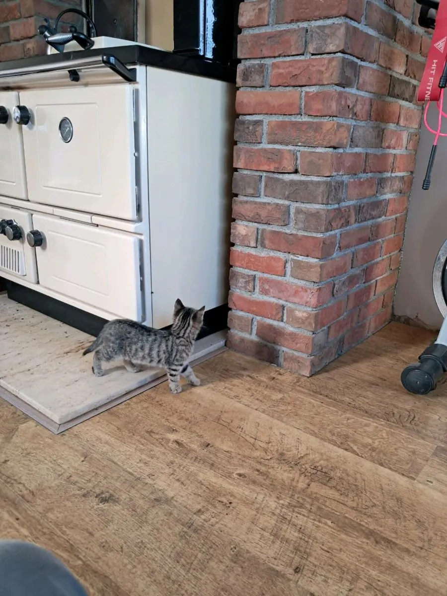 Kittens - Image 4