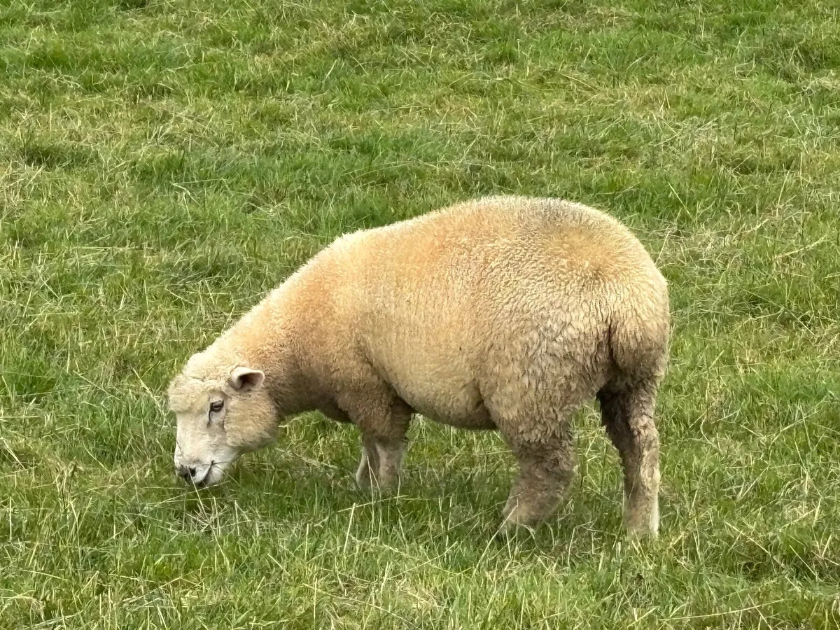 Dorset ewe lambs - Image 2