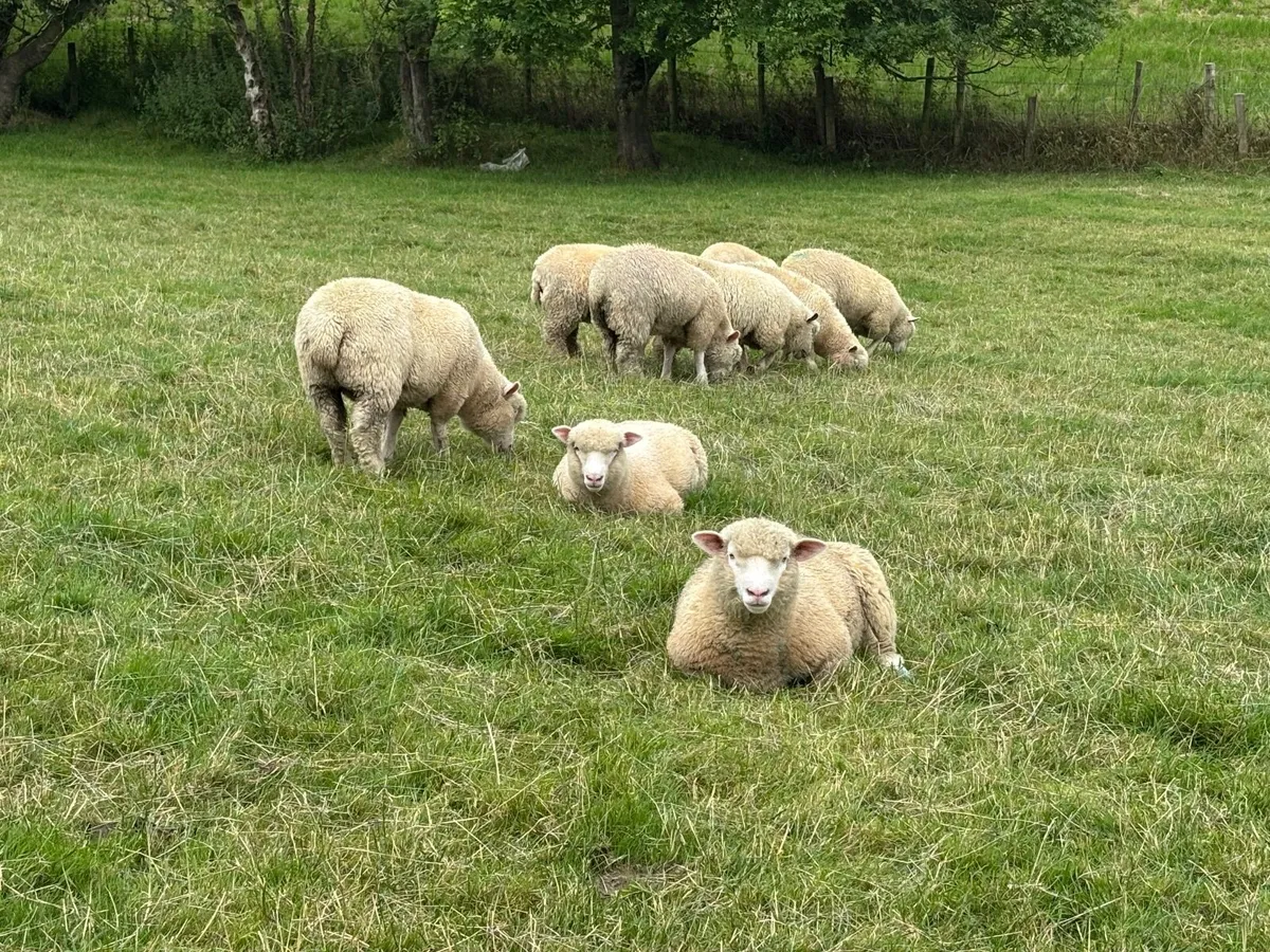 Dorset ewe lambs - Image 3