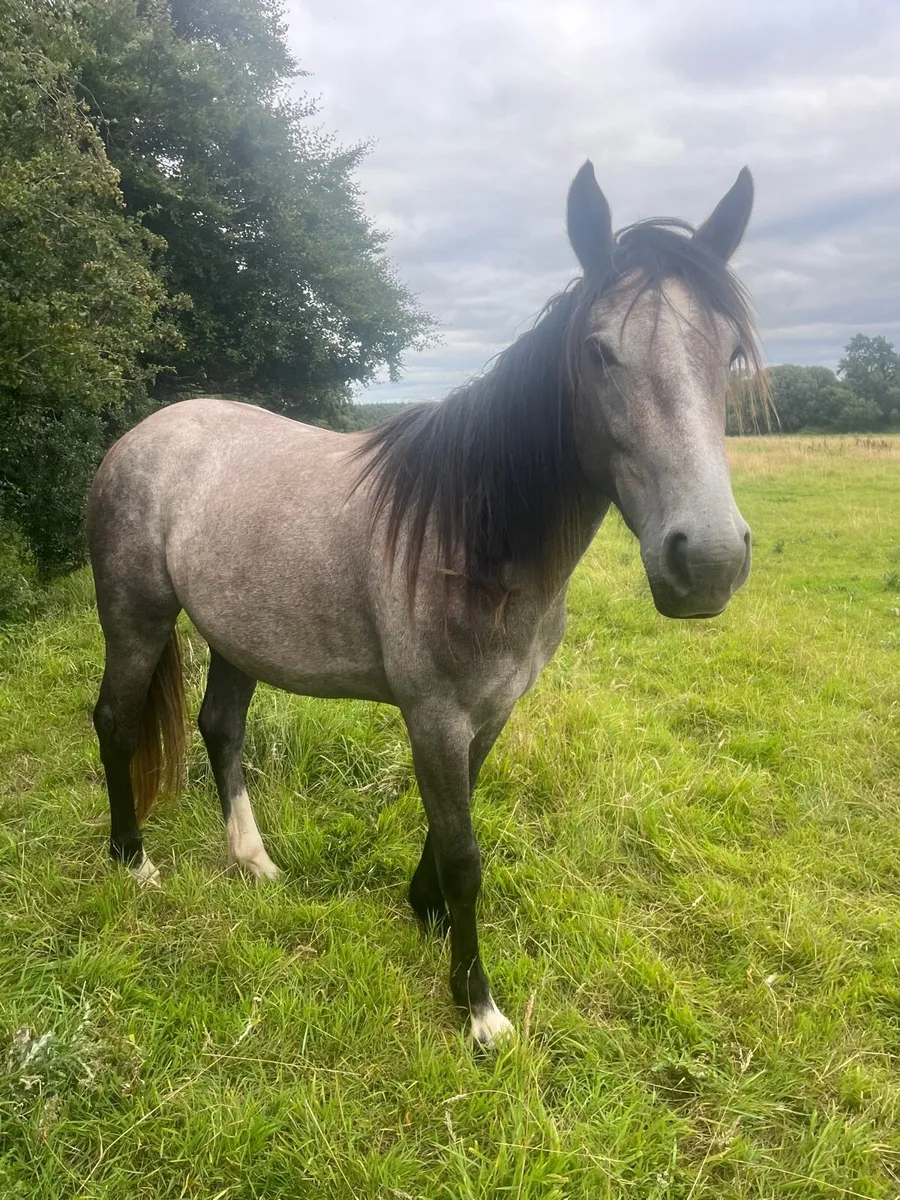 Irish sport horse two year old - Image 1