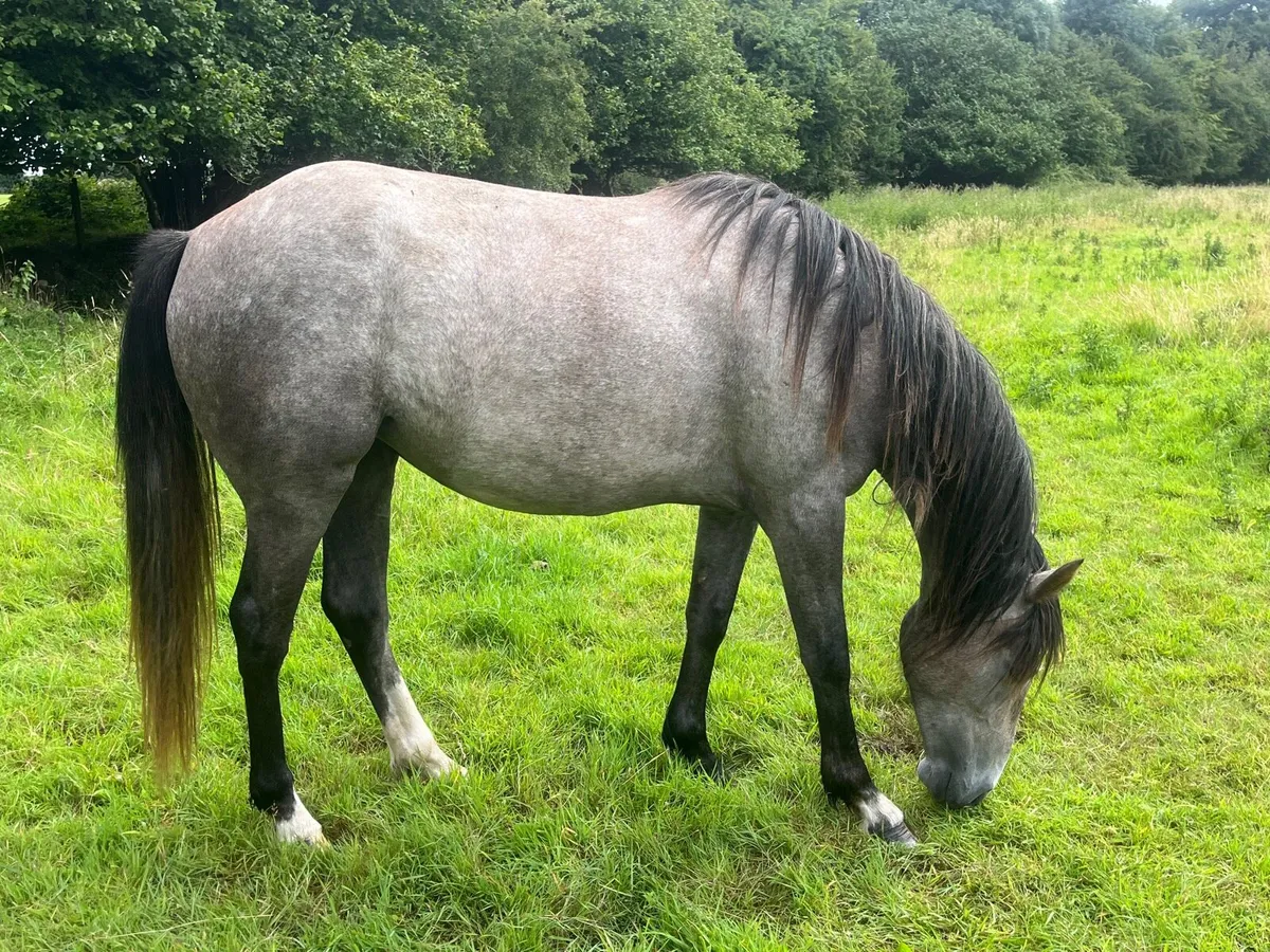 Irish sport horse two year old - Image 2