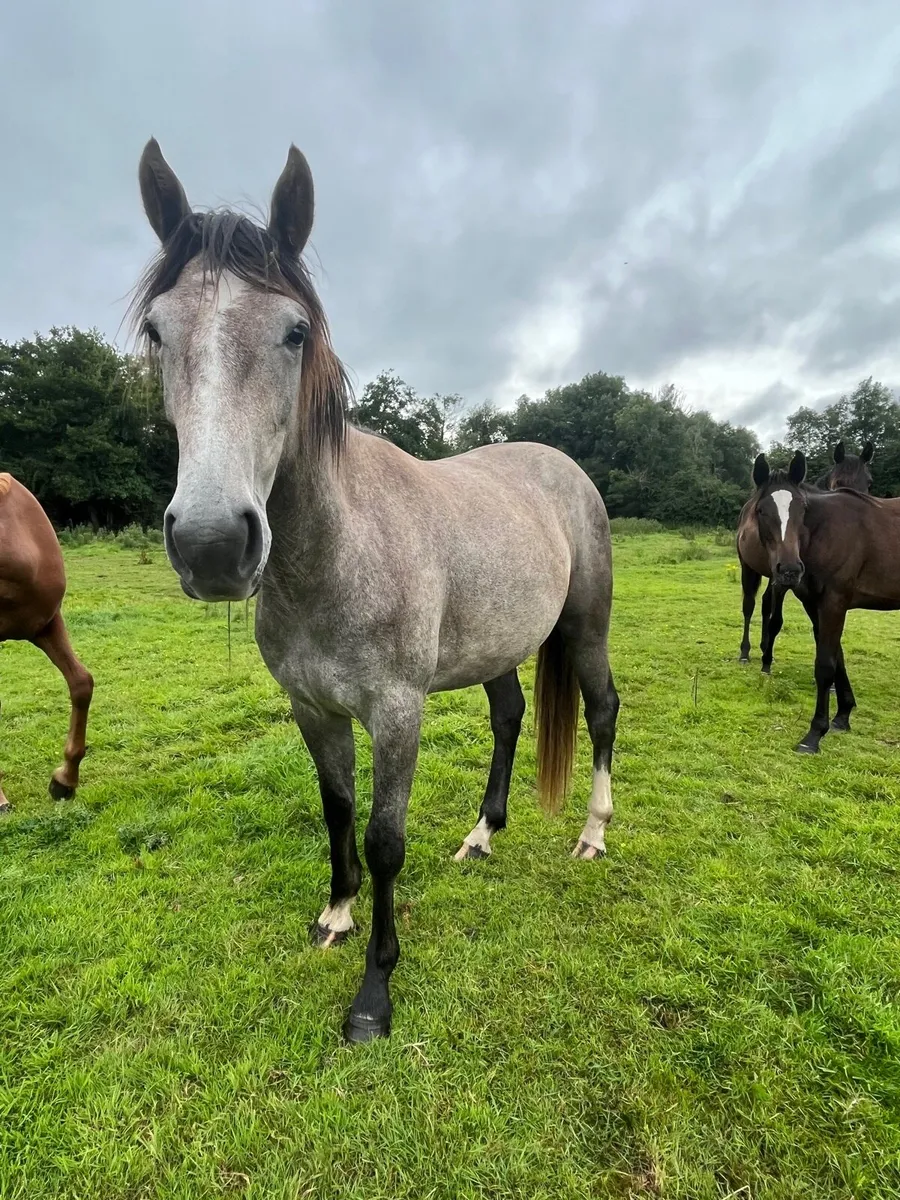 Irish sport horse two year old - Image 3