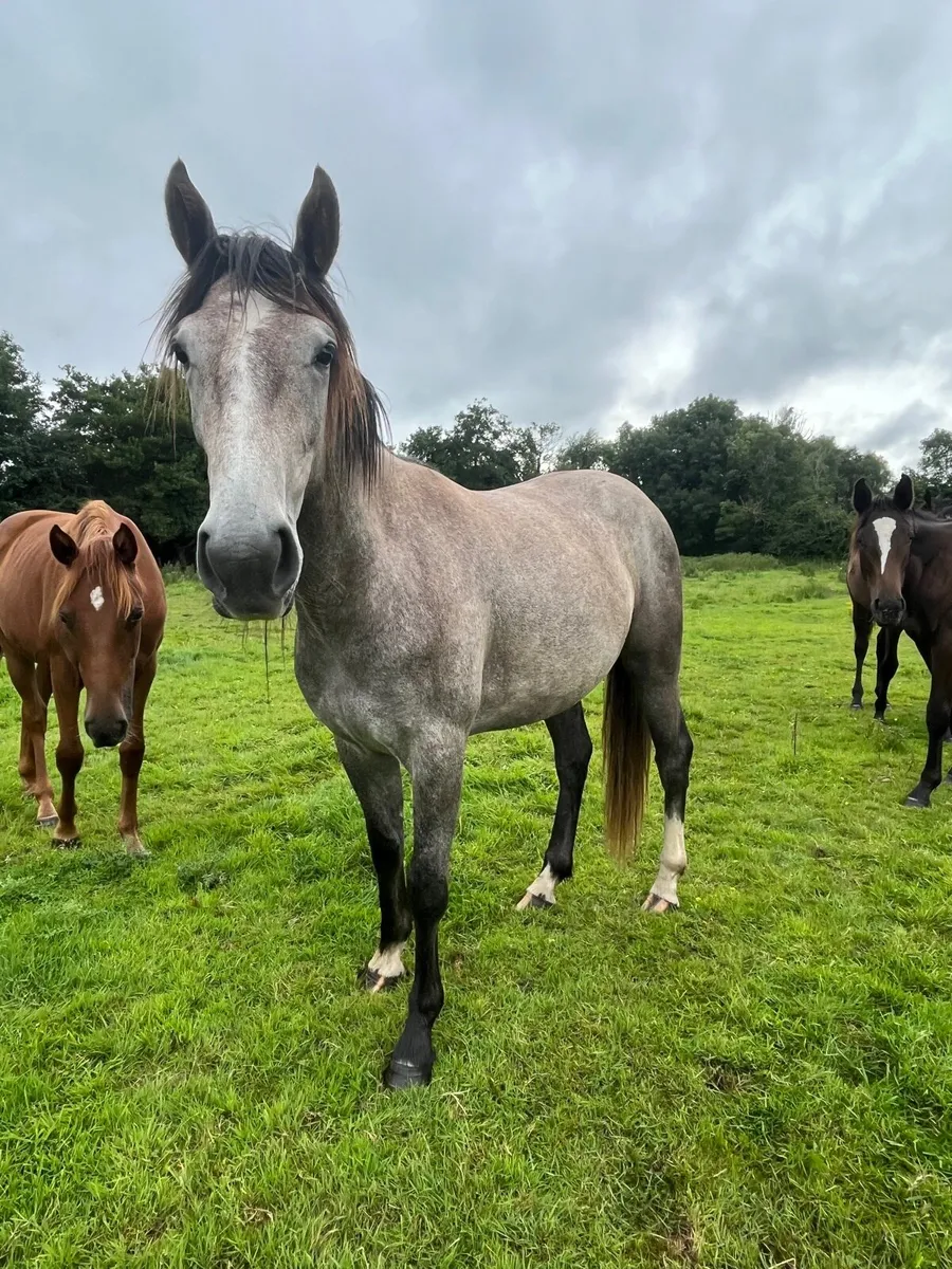 Irish sport horse two year old - Image 4