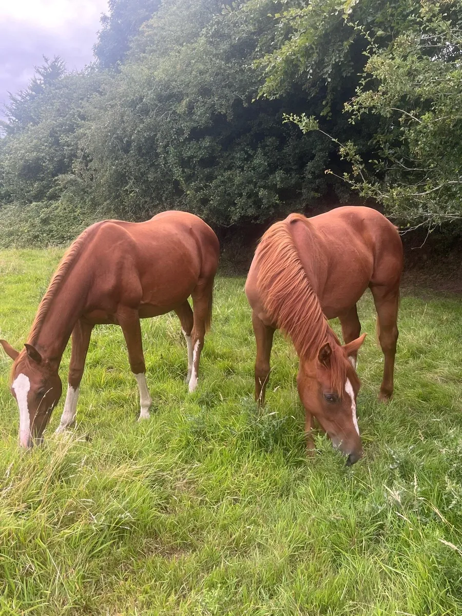 Superb sport horse yearlings - Image 1