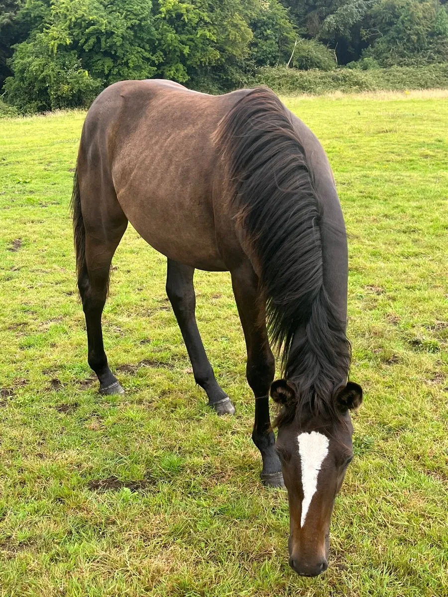 Superb sport horse yearlings - Image 2