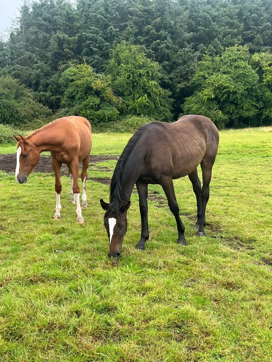 Superb sport horse yearlings - Image 3