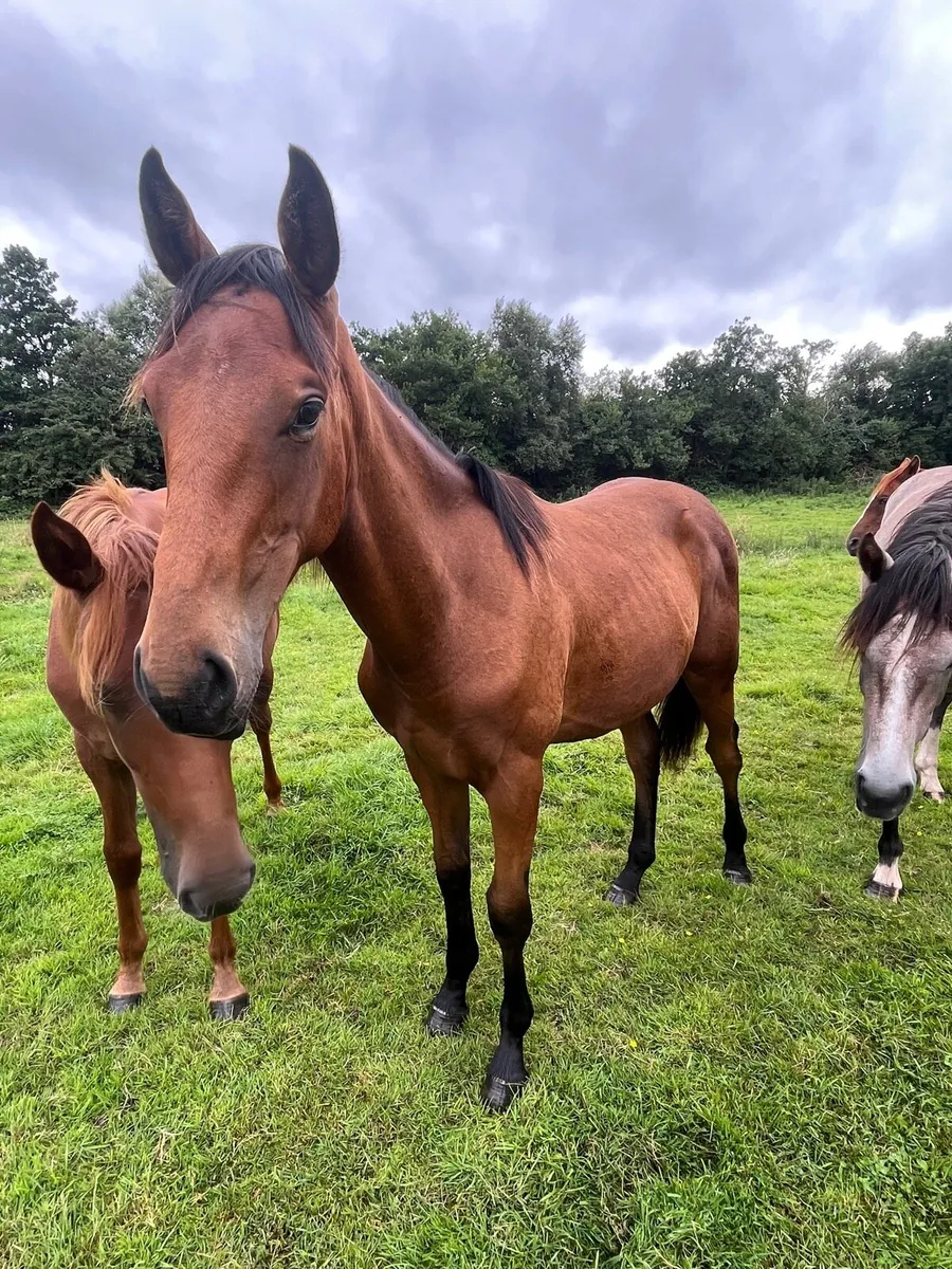 Superb sport horse yearlings - Image 4