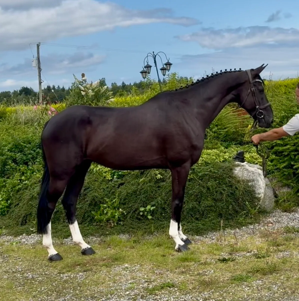 Sport Horses - Image 1