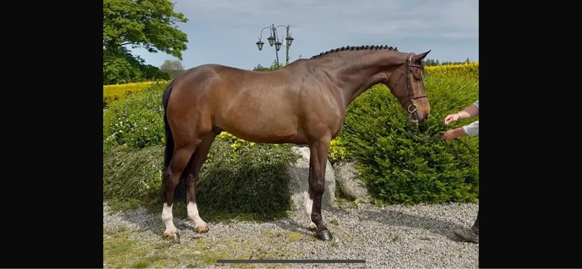 Sport Horses - Image 2