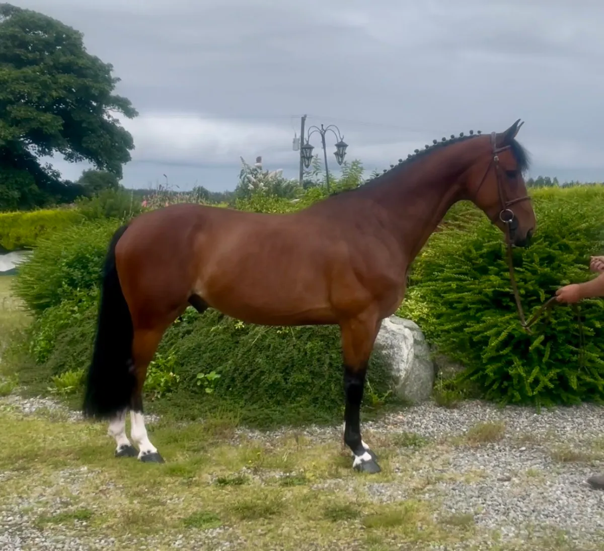 Sport Horses - Image 3