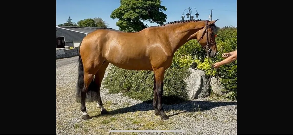 Sport Horses - Image 4