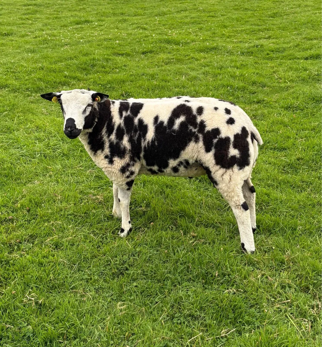 Selection of Dutch Spotted Lambs - Image 3