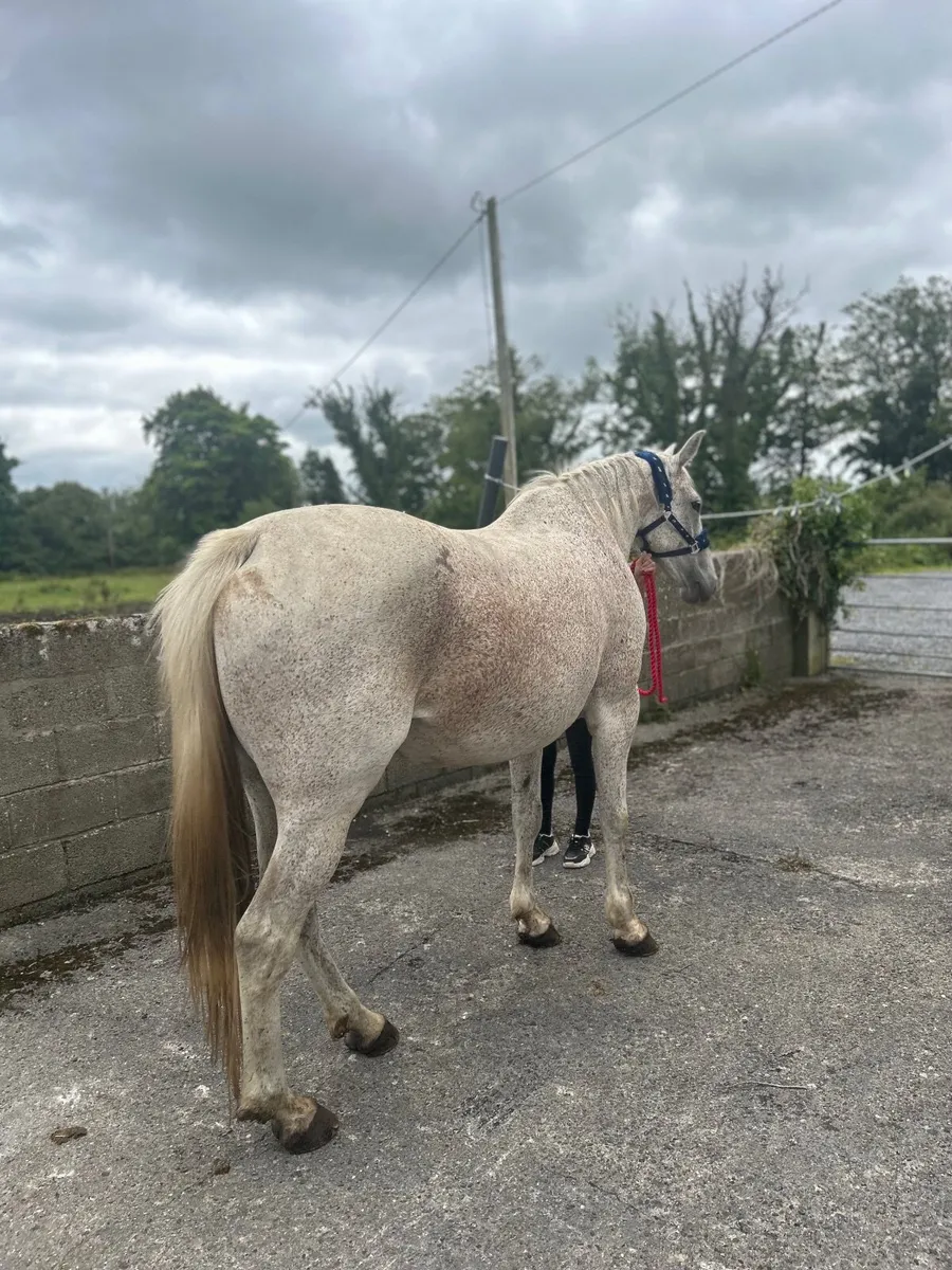 Sports mare for sale - Image 2