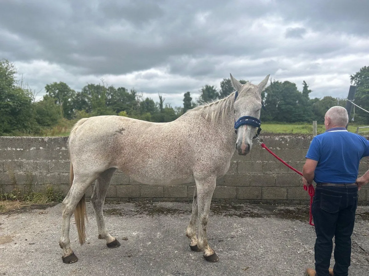 Sports mare for sale - Image 1