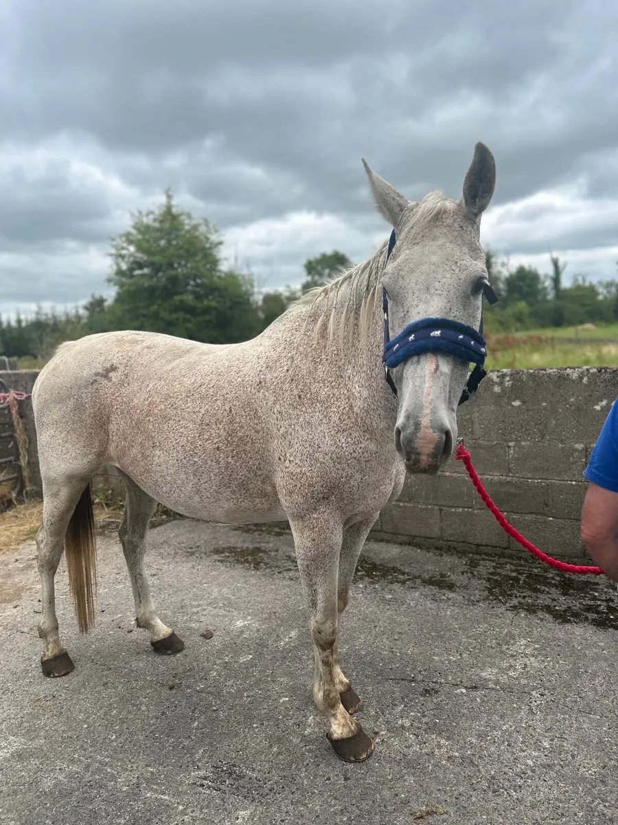 Sports mare for sale - Image 3