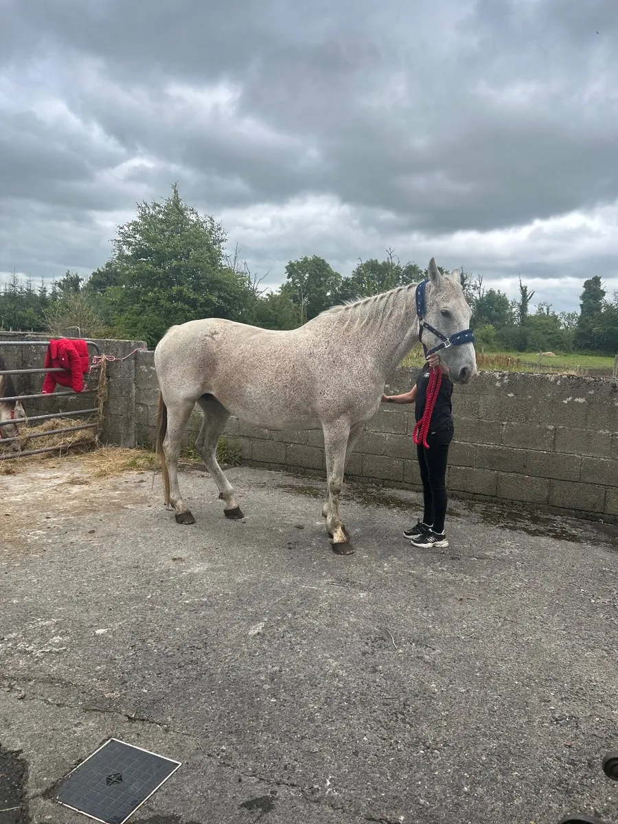 Sports mare for sale - Image 1