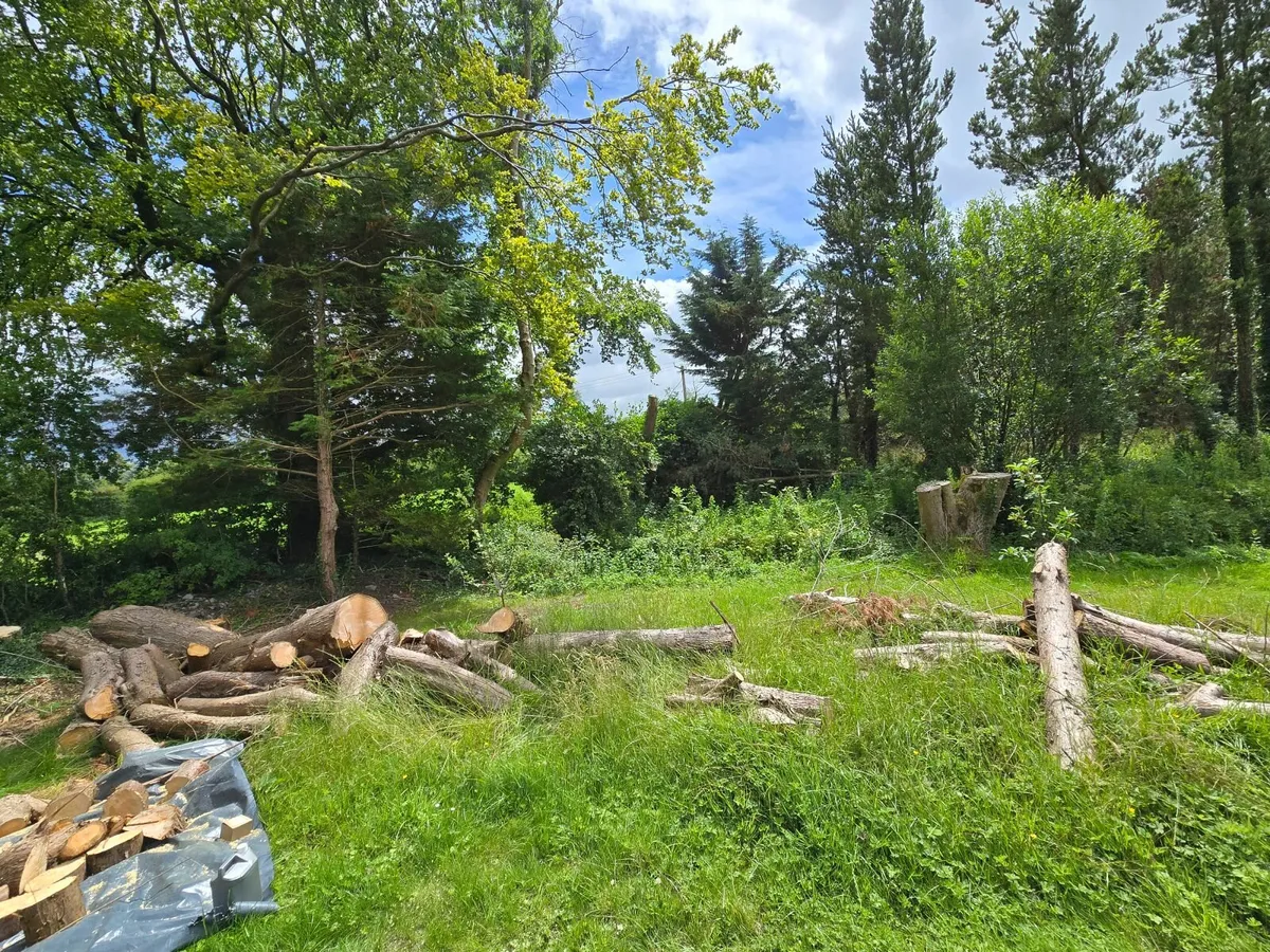Firewood - Image 1