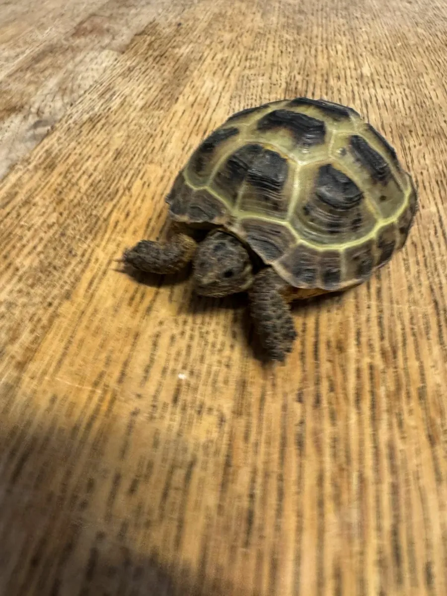Tortoise - Image 1