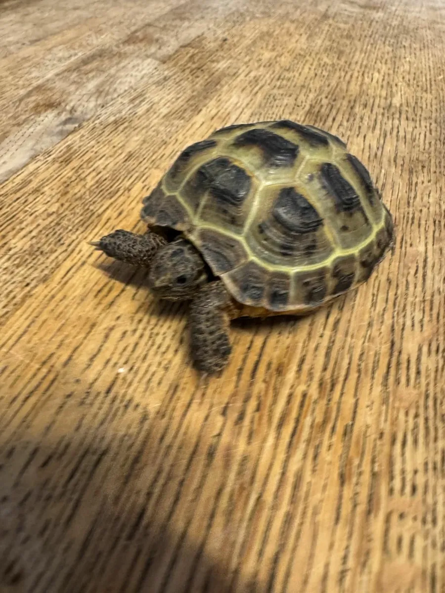 Tortoise - Image 2