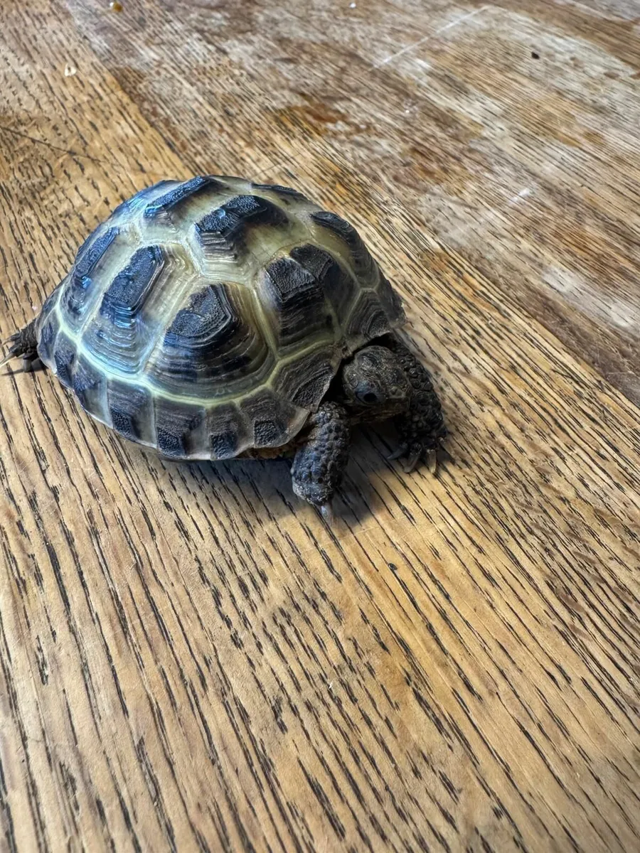 Tortoise - Image 3