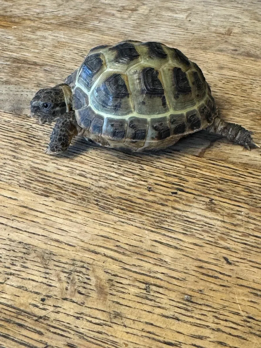 Tortoise - Image 4