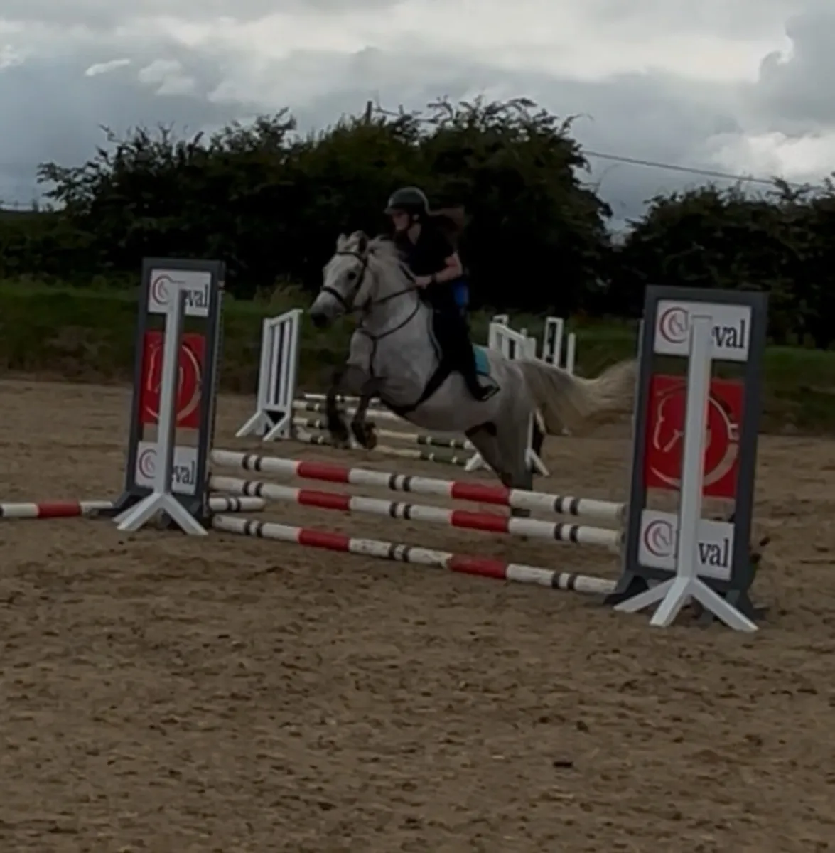 Full Connemara with all class 1 breeding N/N - Image 1