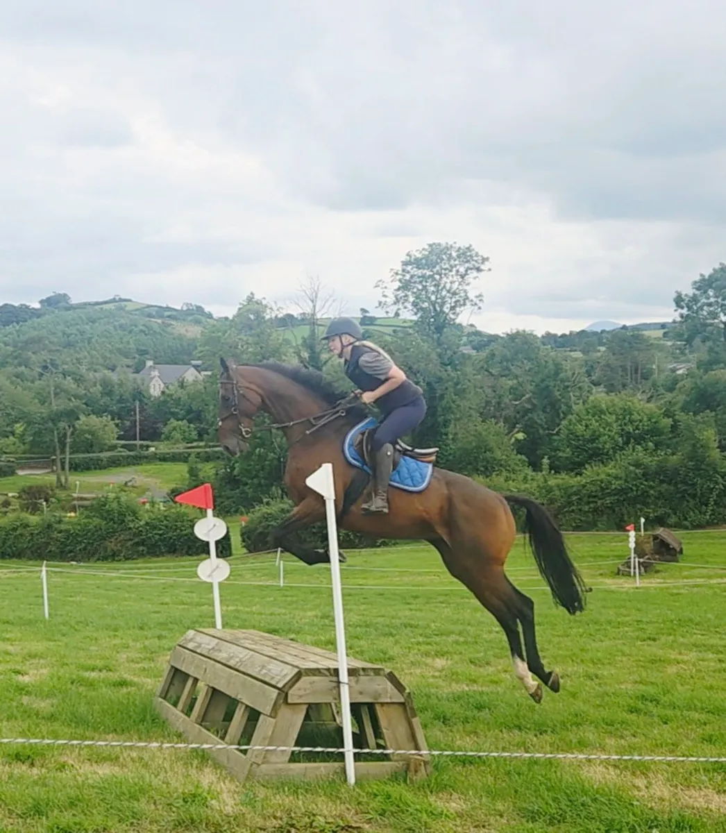16.2 10 year old rh2rh tb gelding - Image 1