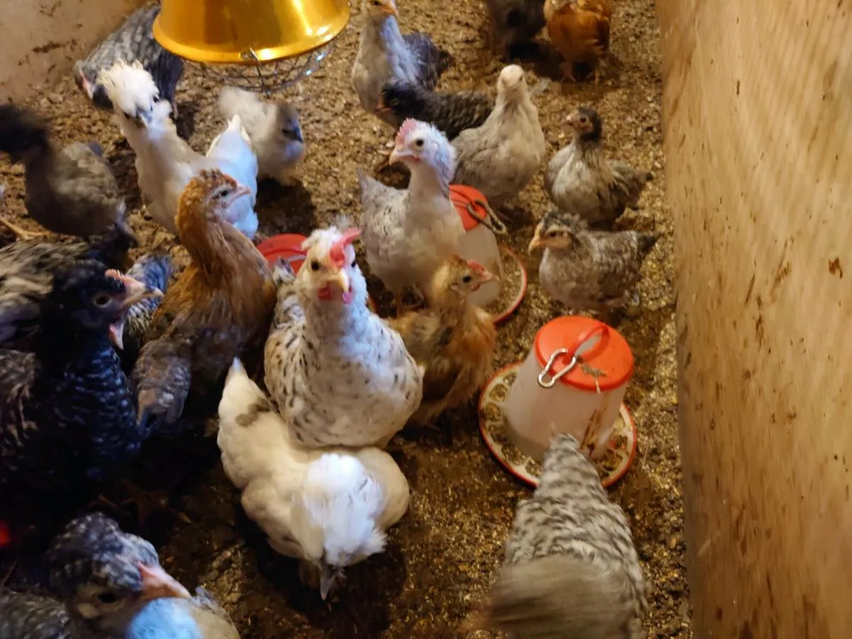 Bantams and Chicken Roosters for  sale - Image 1