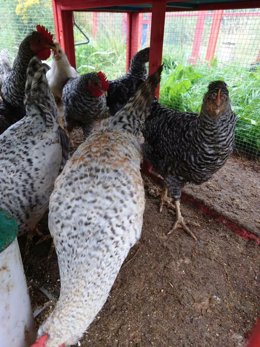 Bantams and Chicken Roosters for  sale - Image 2