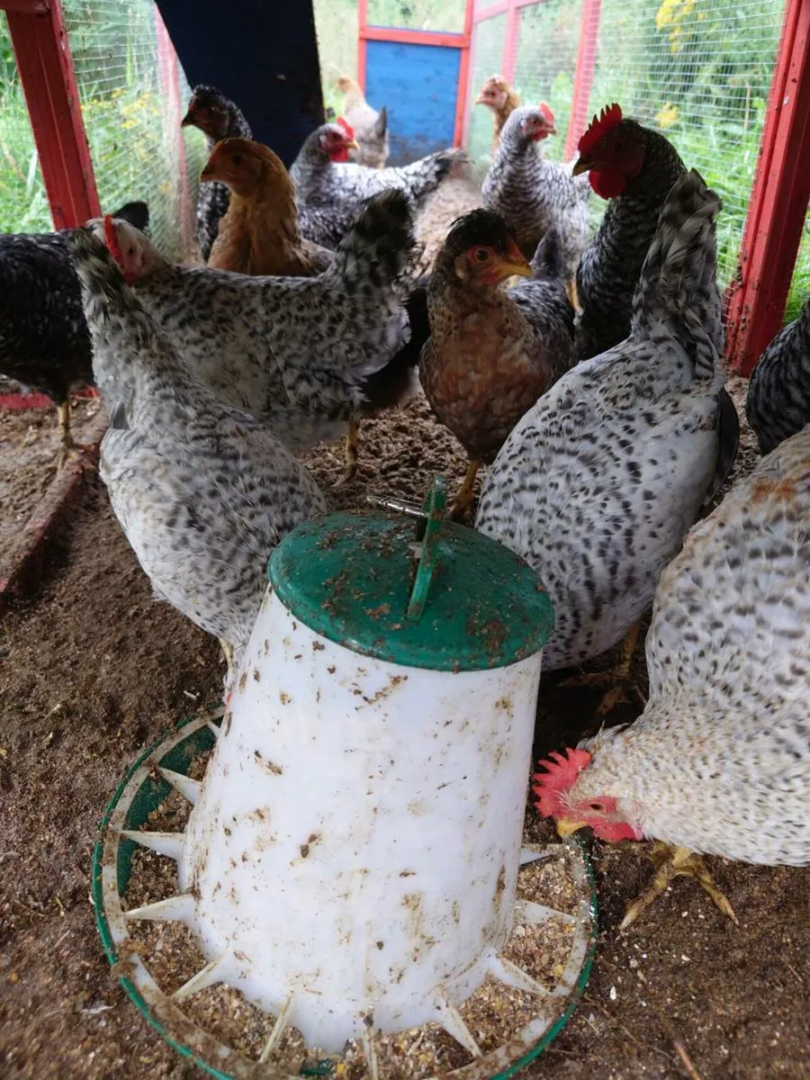 Bantams and Chicken Roosters for  sale - Image 3