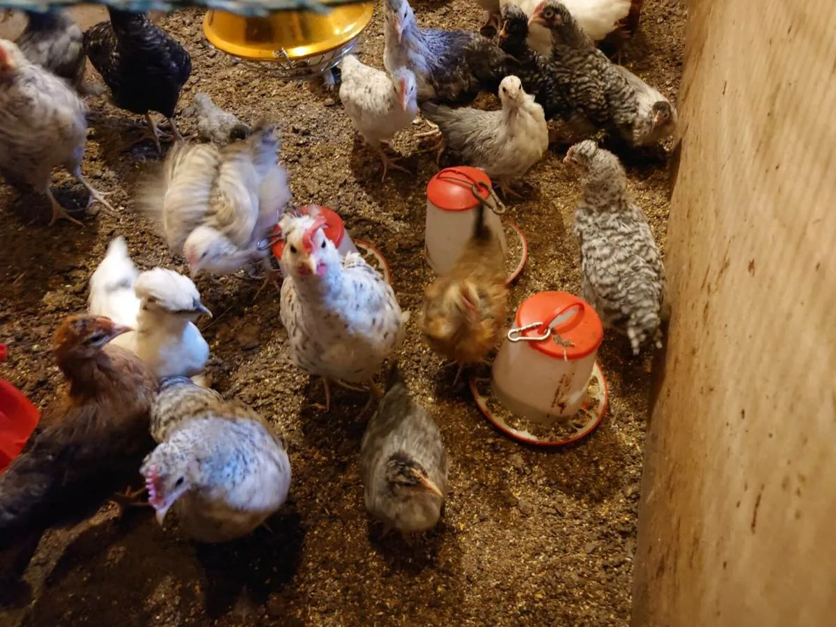 Bantams and Chicken Roosters for  sale - Image 4