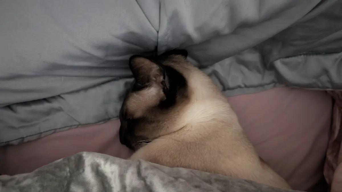Siemese 2y Male - Image 3