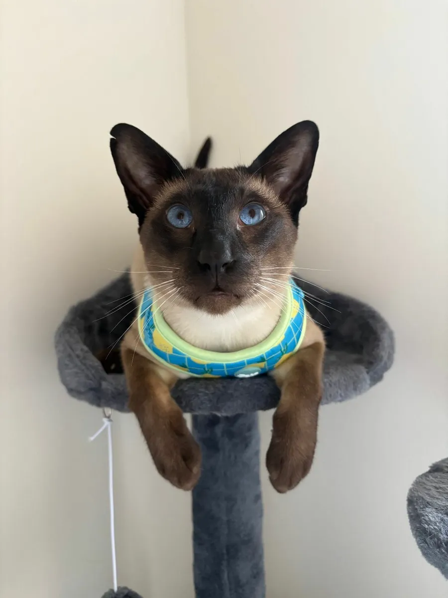 Siemese 2y Male - Image 1