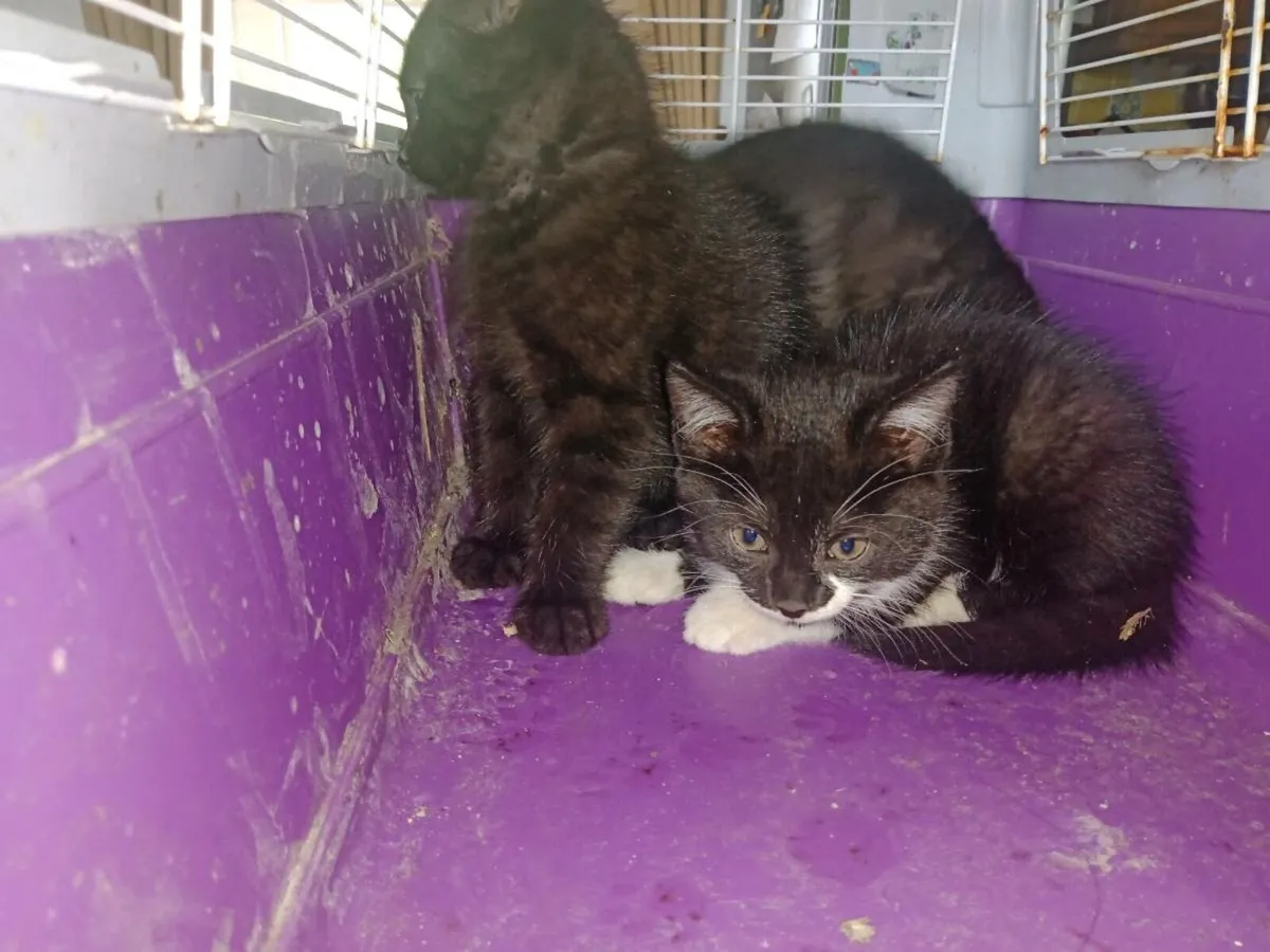 Three beautiful kittens for a loving home - Image 1