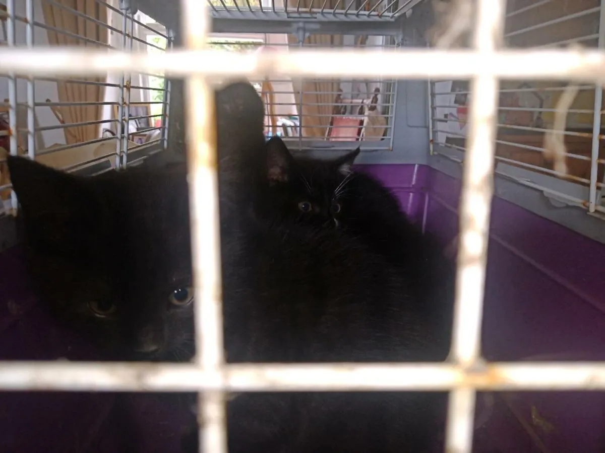 Three beautiful kittens for a loving home - Image 2