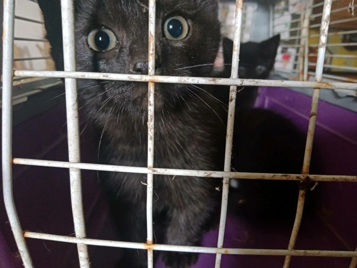 Three beautiful kittens for a loving home - Image 3