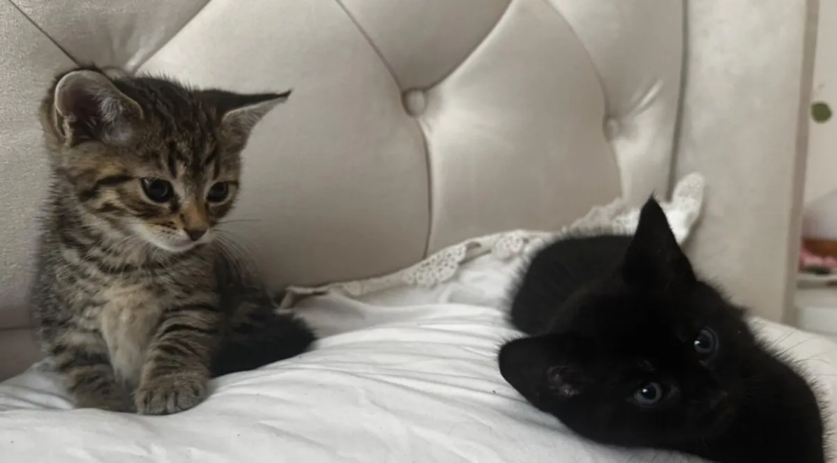 2 kitten’s for only €100 (both) - Image 3