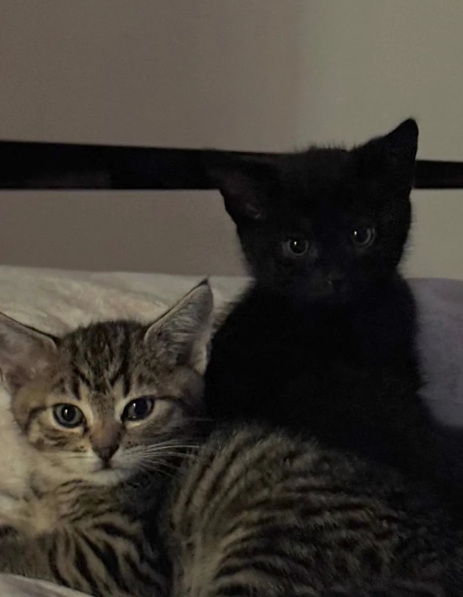 2 kitten’s for only €100 (both) - Image 2