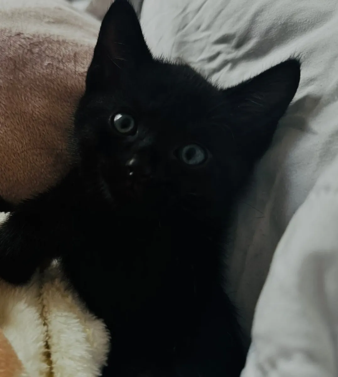 2 kitten’s for only €100 (both) - Image 4