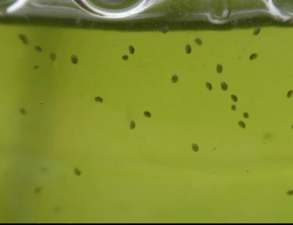 Live food - Image 3