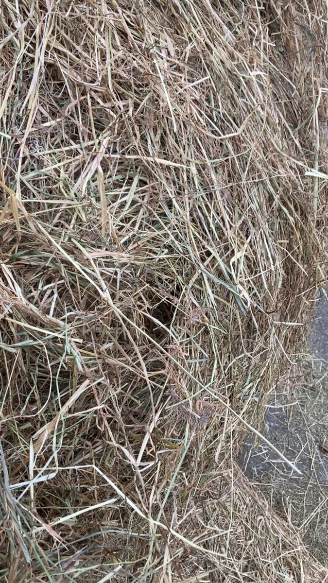Horse Hay - Image 1