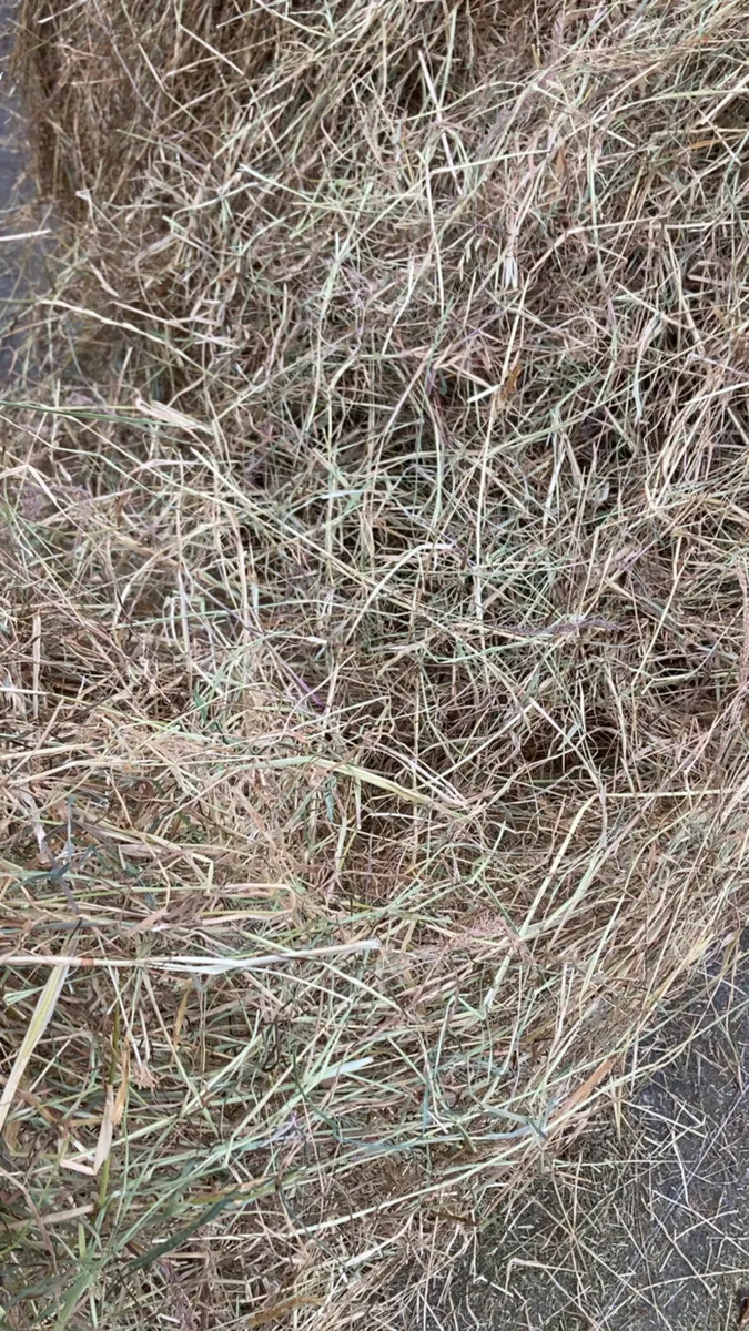 Horse Hay - Image 2