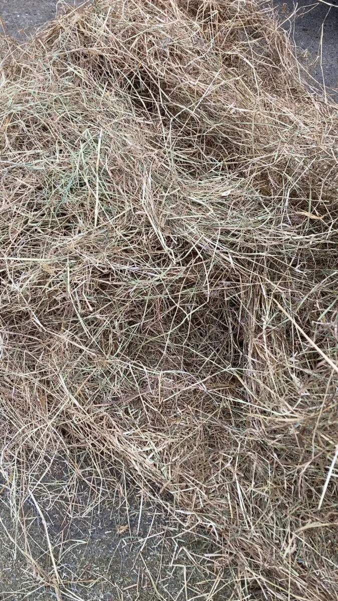 Horse Hay - Image 3