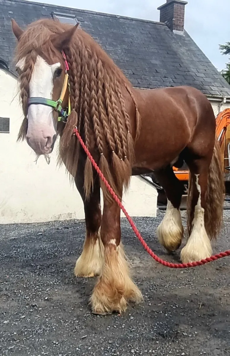 16'2hh heavy cob stallion ride and drive - Image 2