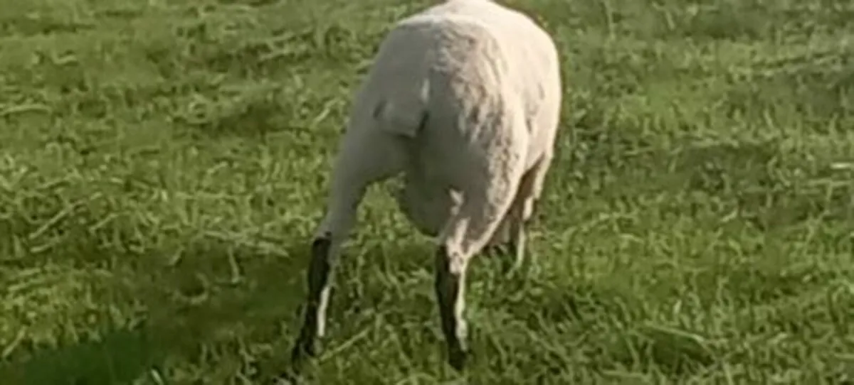 Kerry hill Ram - Image 3