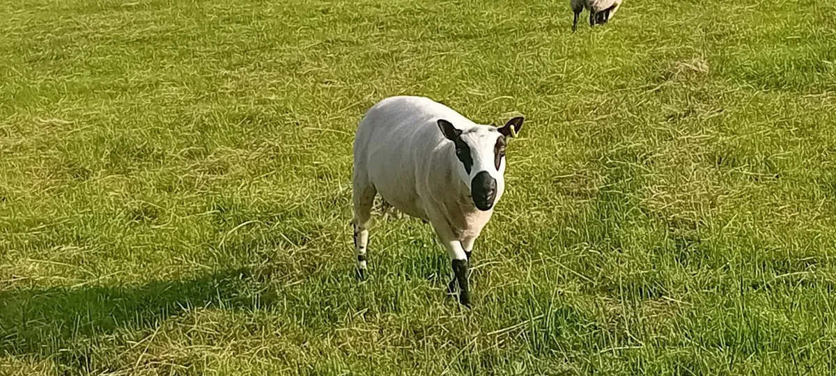 Kerry hill Ram - Image 4