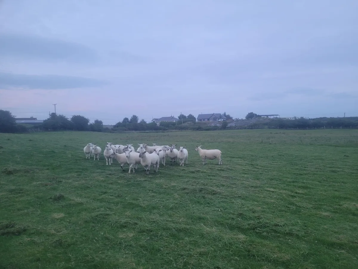 Texel X and Suffolk X Hoggets - Image 1
